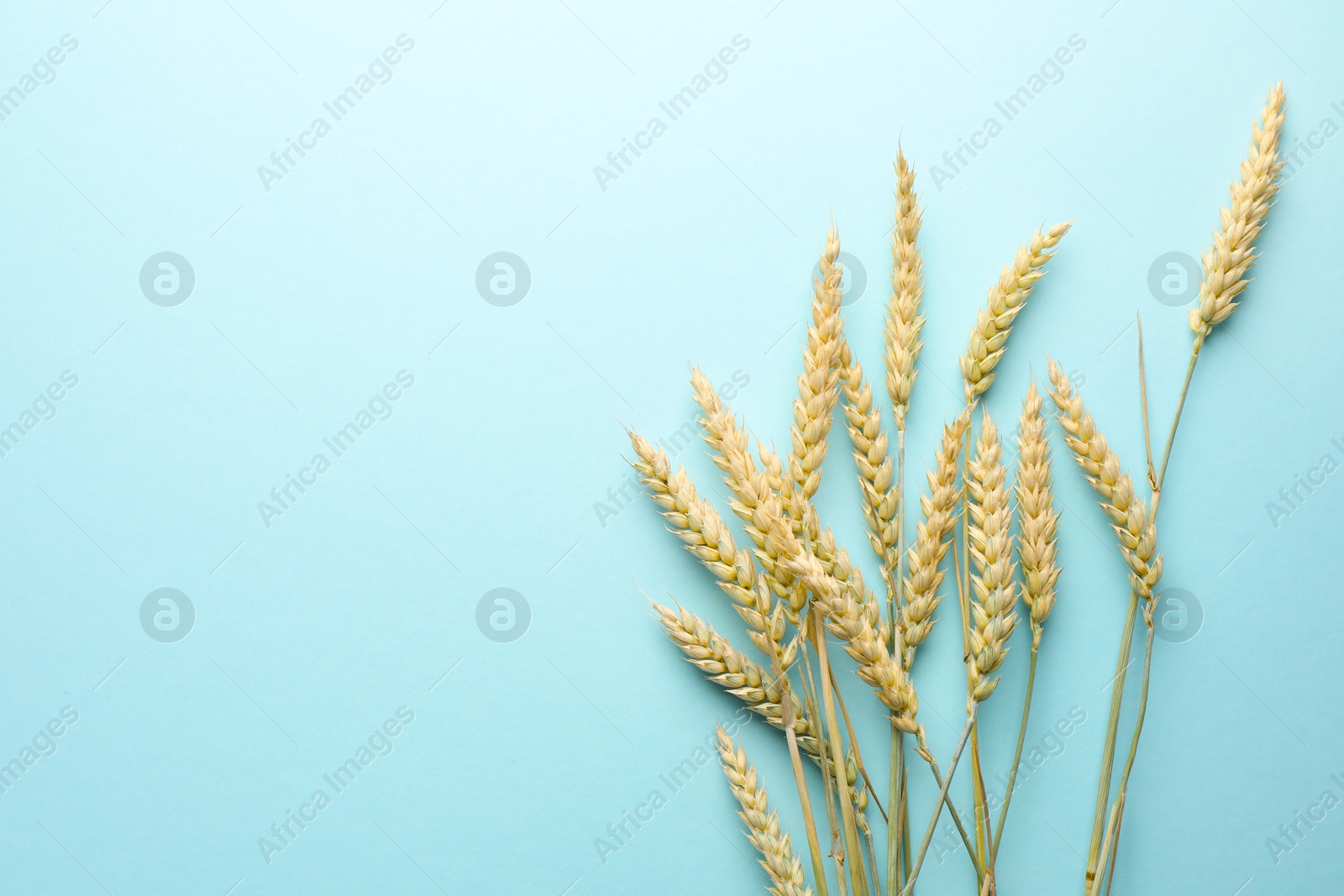 Many wheat spikes on light turquoise background, flat lay. Space for text Photo of Many wheat spikes on light turquoise background, flat lay. Space for text