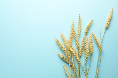 Photo of Many wheat spikes on light turquoise background, flat lay. Space for text