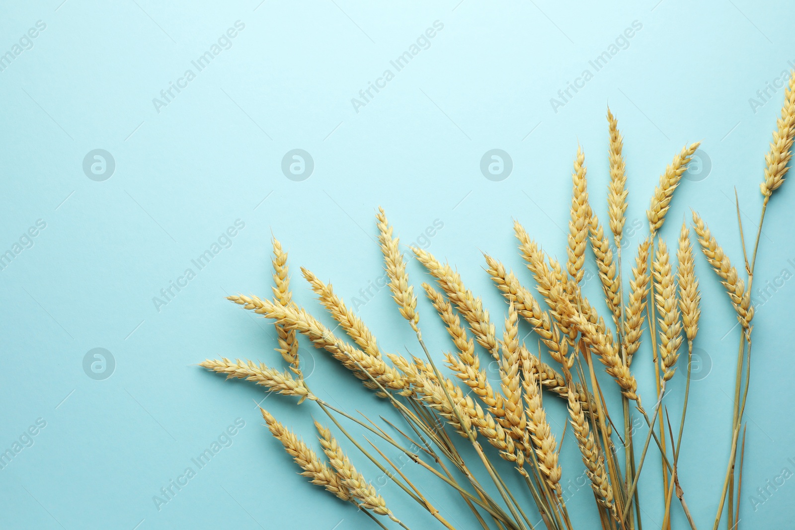 Photo of Many wheat spikes on light turquoise background, flat lay. Space for text