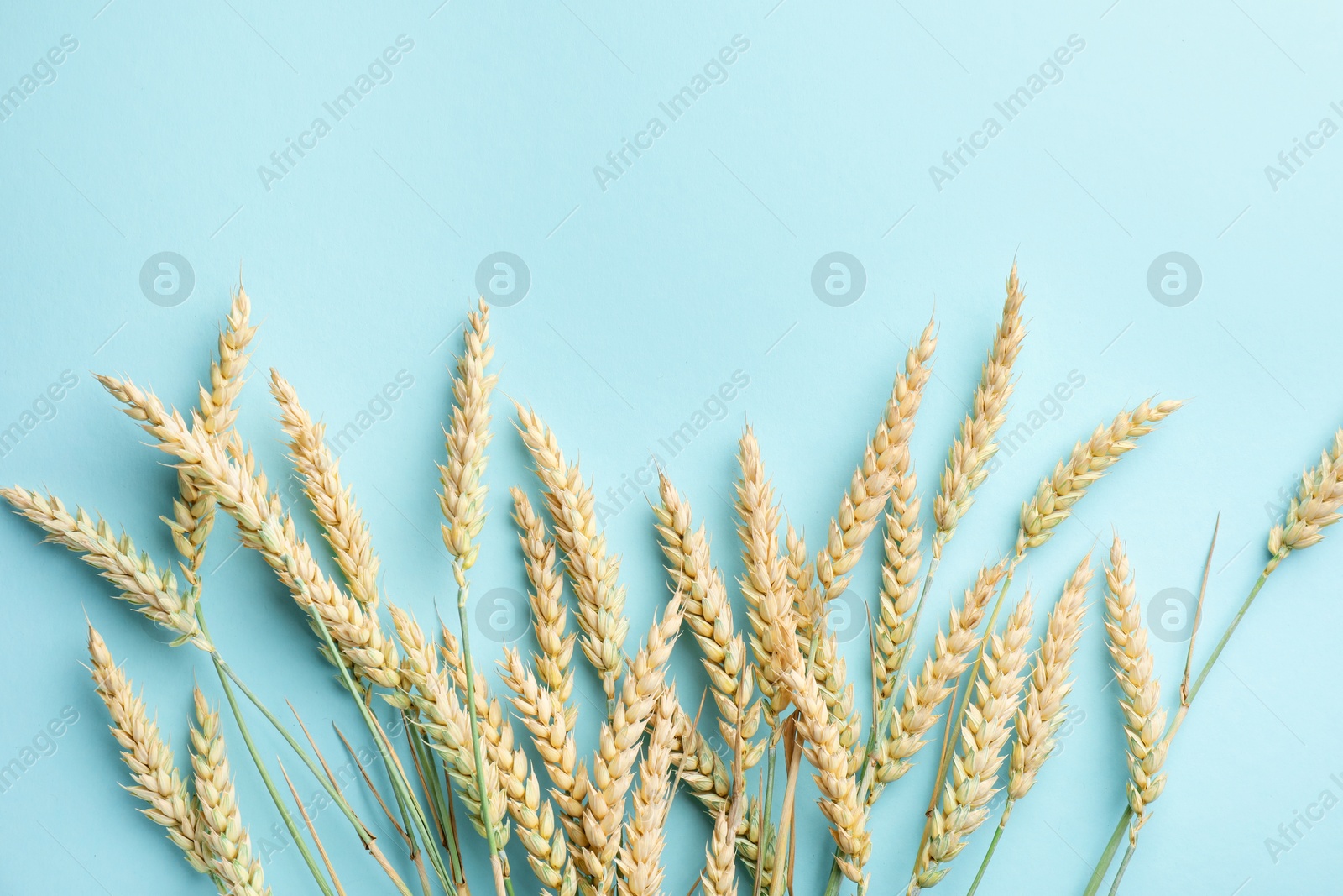 Photo of Many wheat spikes on turquoise background, flat lay