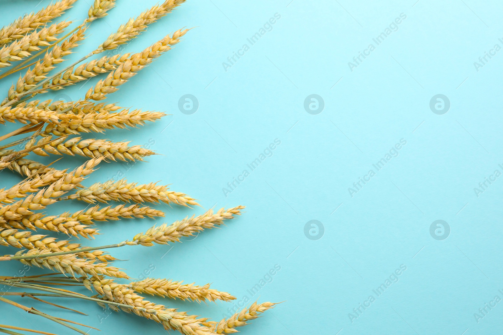 Photo of Many wheat spikes on turquoise background, flat lay. Space for text
