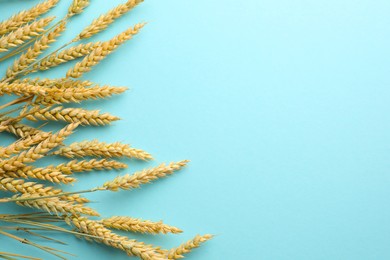Photo of Many wheat spikes on turquoise background, flat lay. Space for text