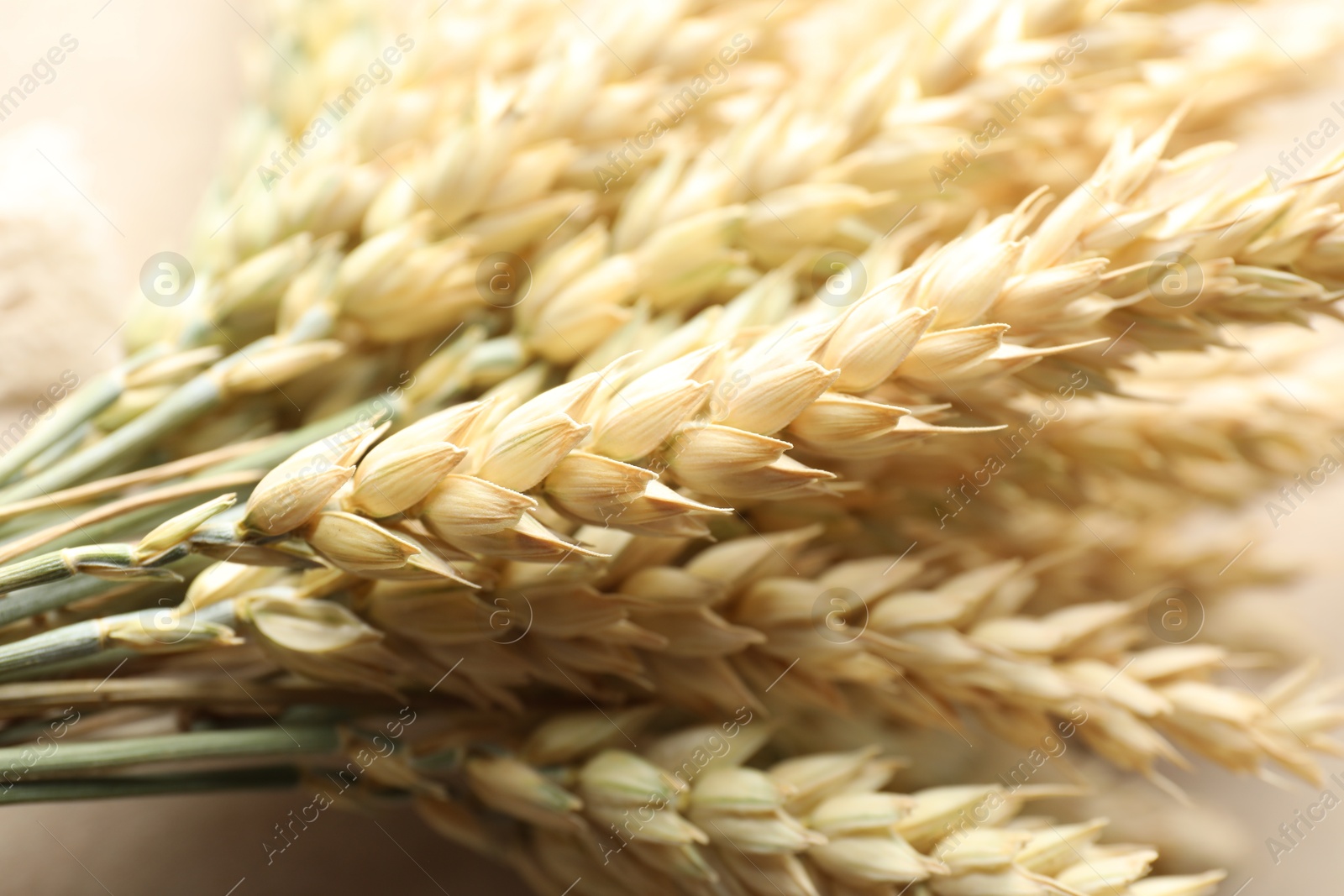 Photo of Many golden wheat spikes as background, closeup
