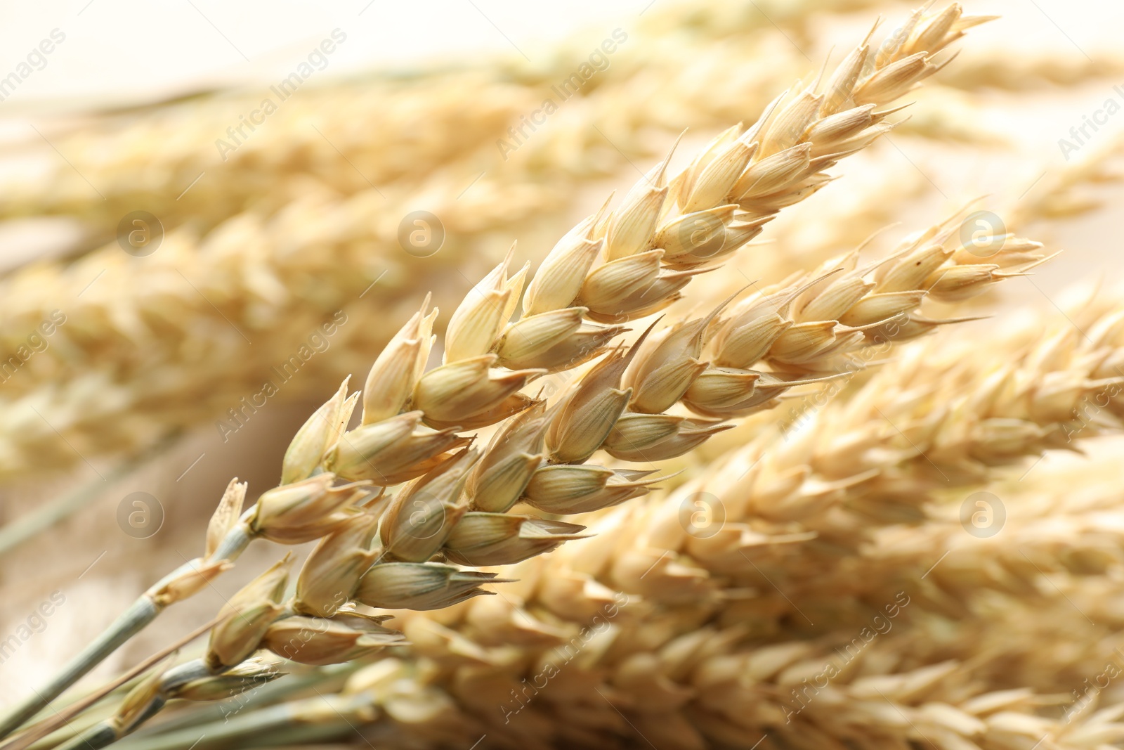 Many golden wheat spikes as background, closeup Photo of Many golden wheat spikes as background, closeup
