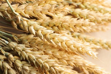 Photo of Many golden wheat spikes as background, closeup