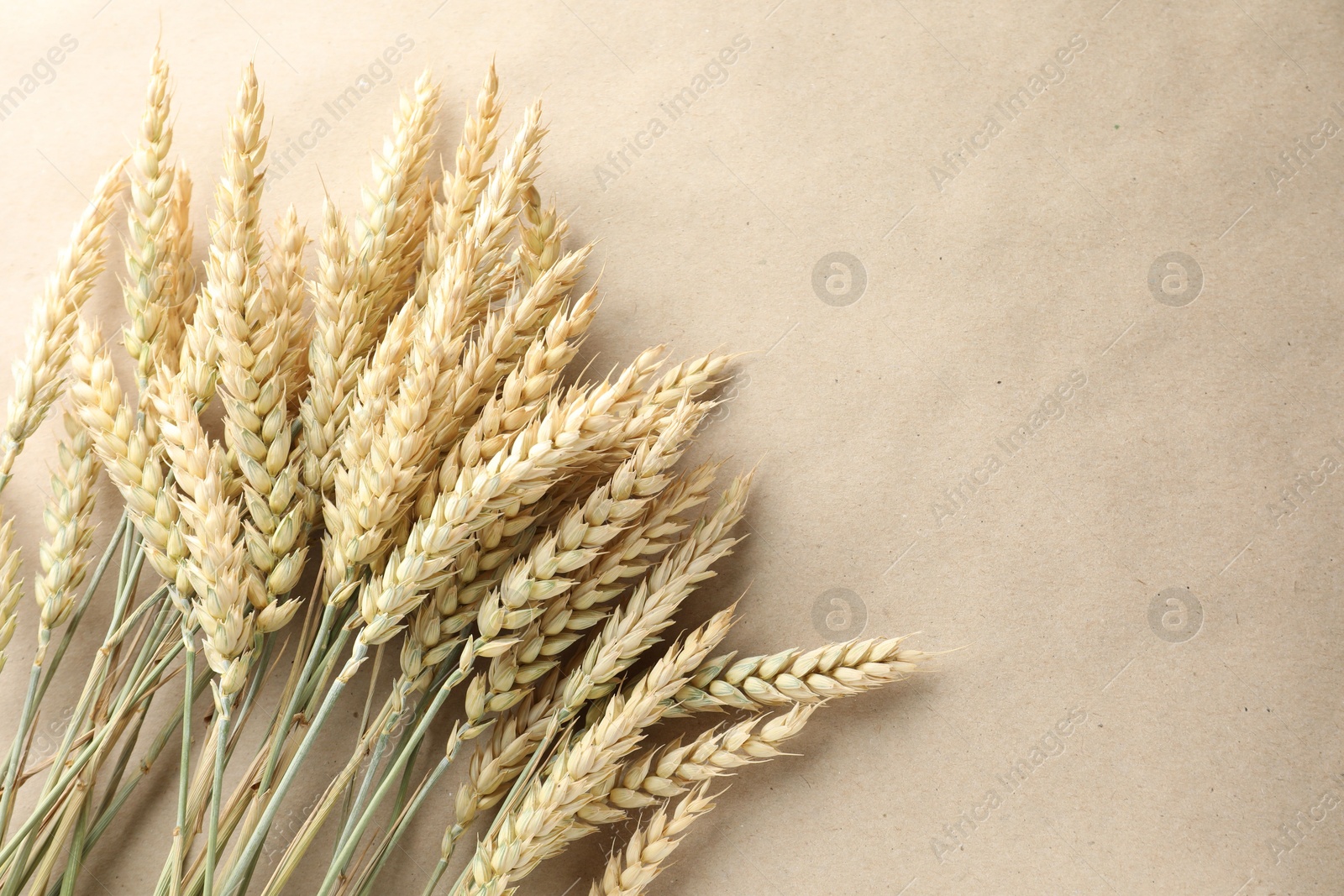 Many wheat spikes on paper background, flat lay. Space for text Photo of Many wheat spikes on paper background, flat lay. Space for text