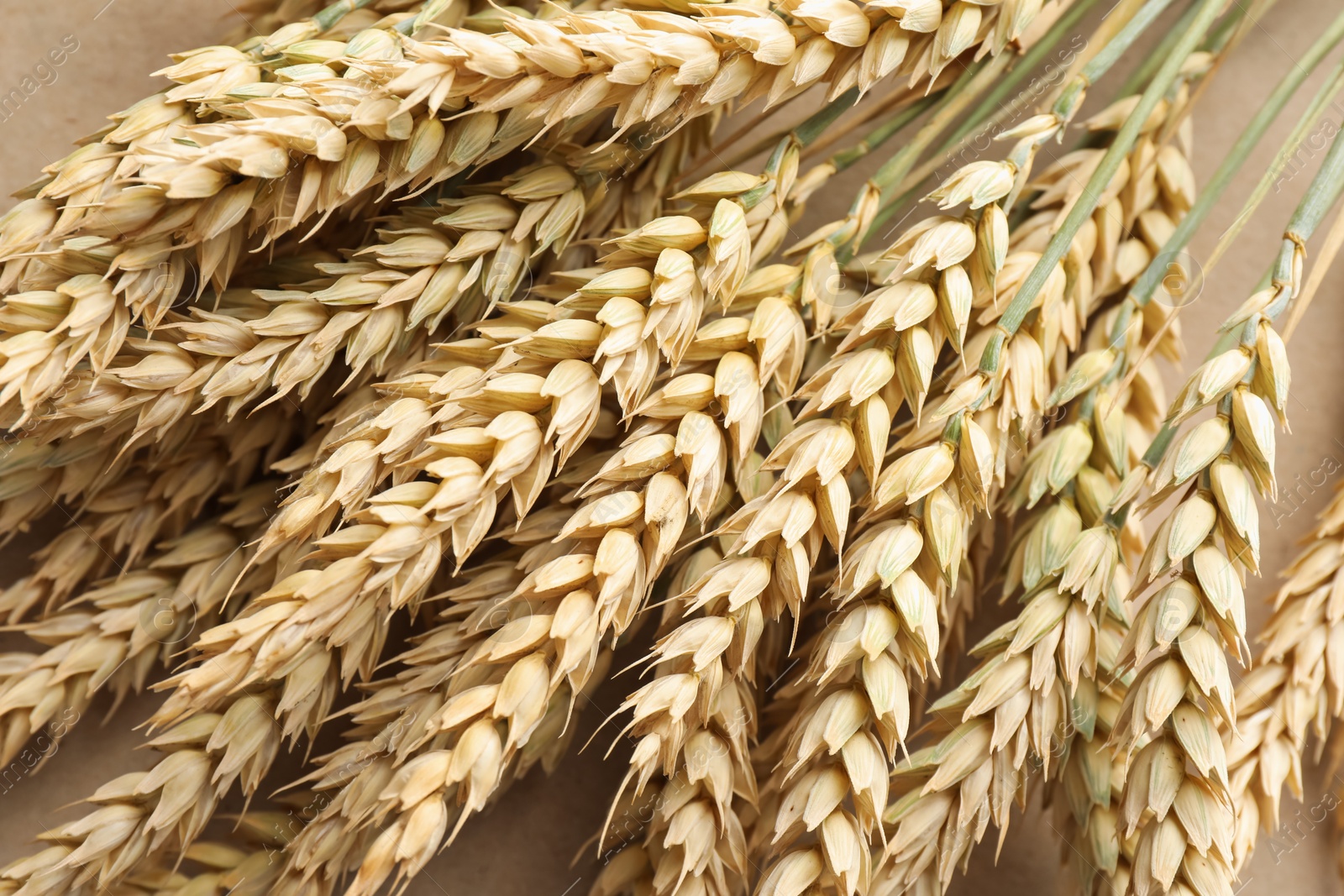 Many golden wheat spikes as background, closeup Photo of Many golden wheat spikes as background, closeup