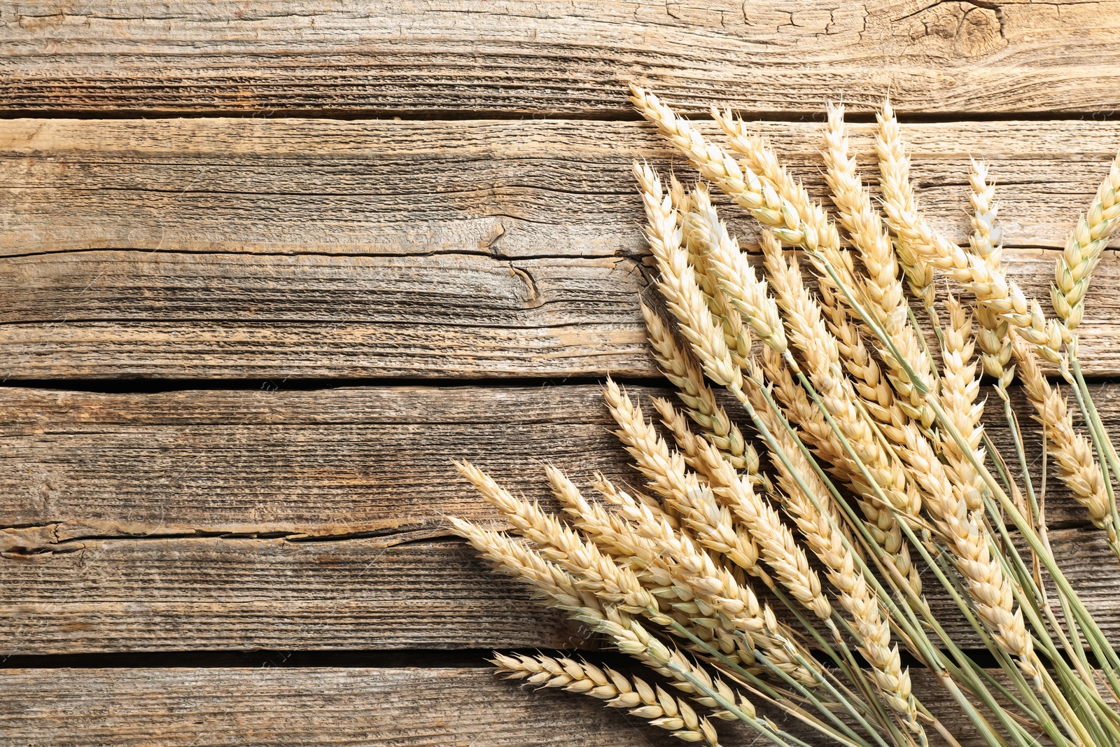 Photo of Many wheat spikes on wooden table, flat lay. Space for text