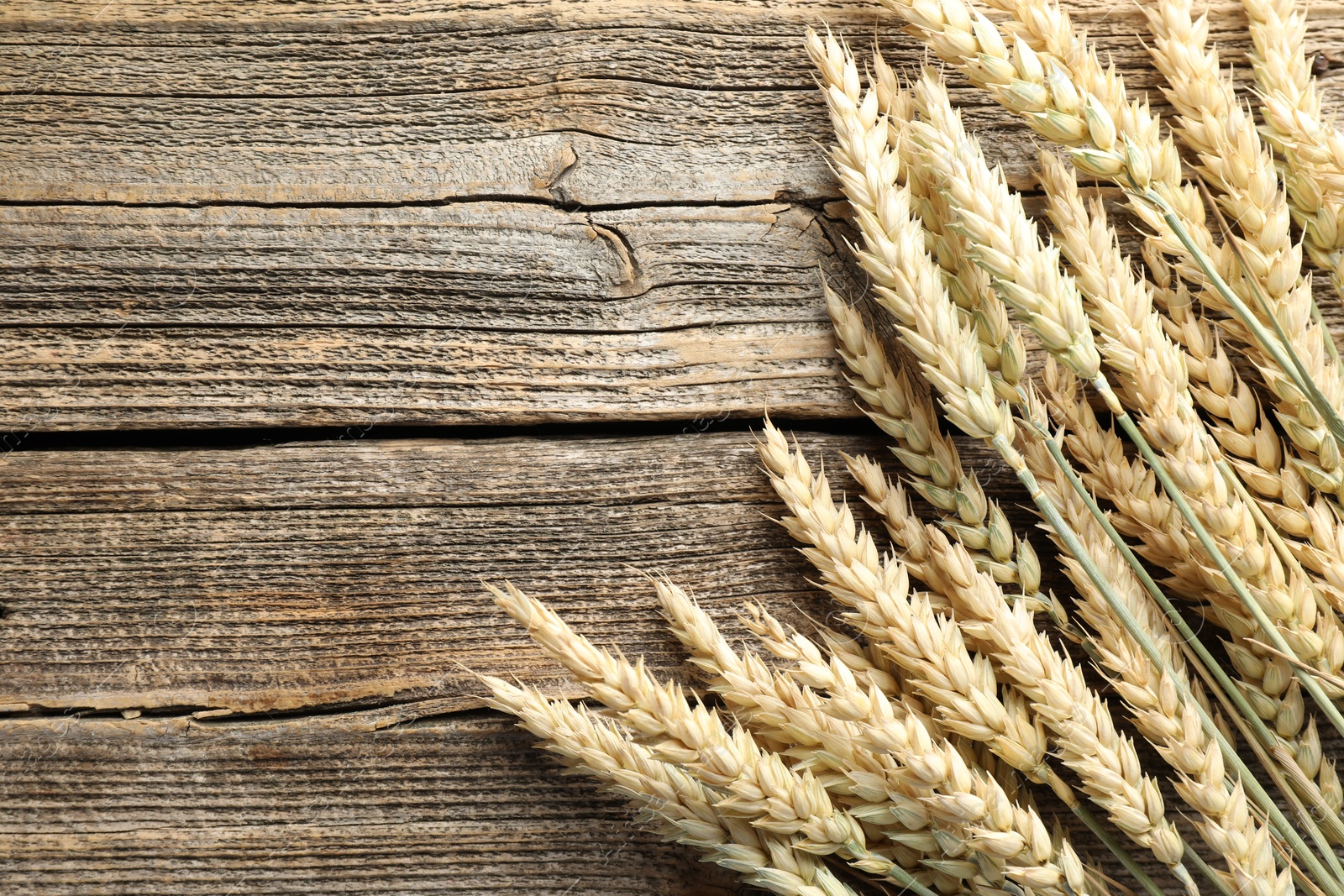 Photo of Many wheat spikes on wooden table, flat lay. Space for text