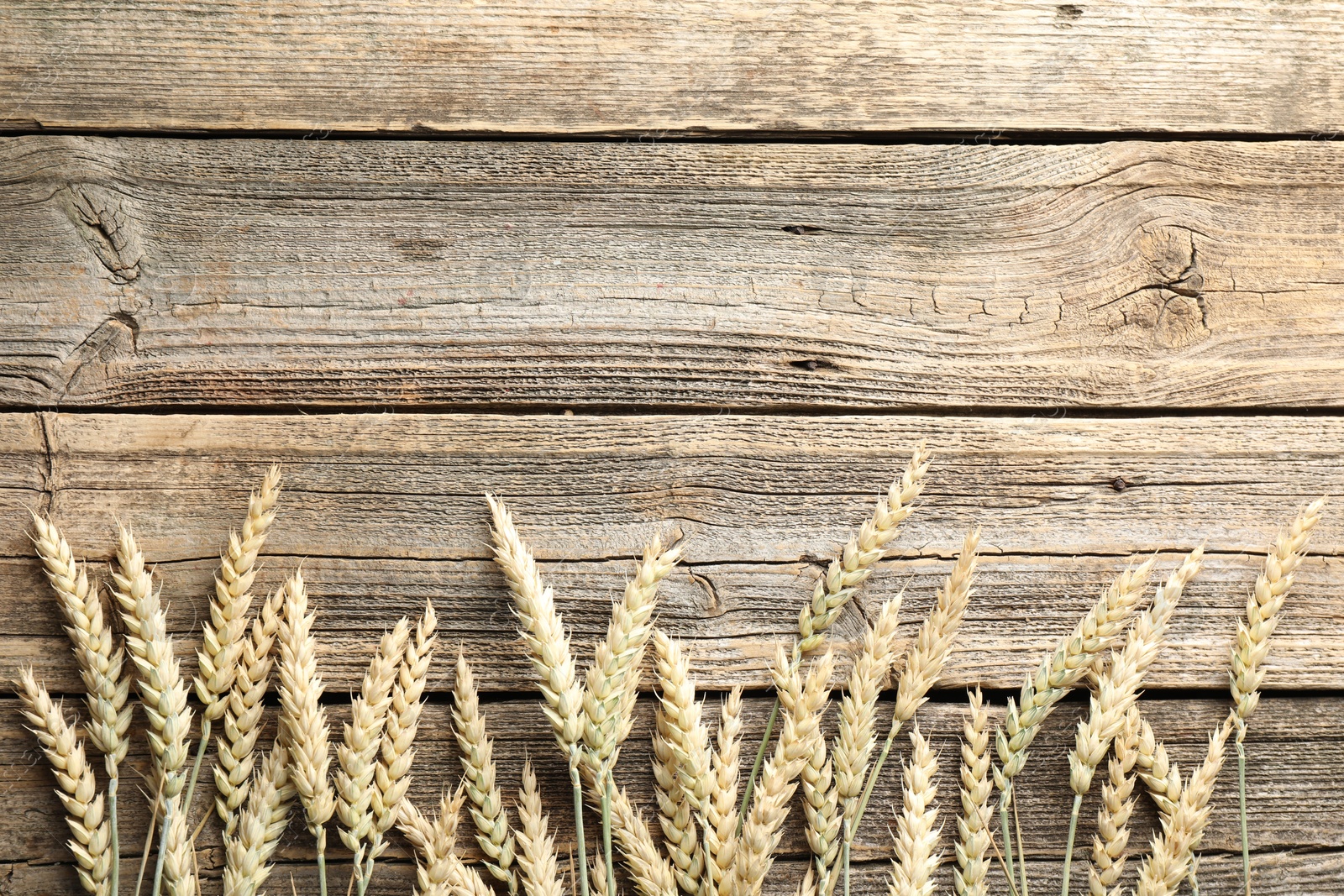 Photo of Many wheat spikes on wooden table, flat lay. Space for text