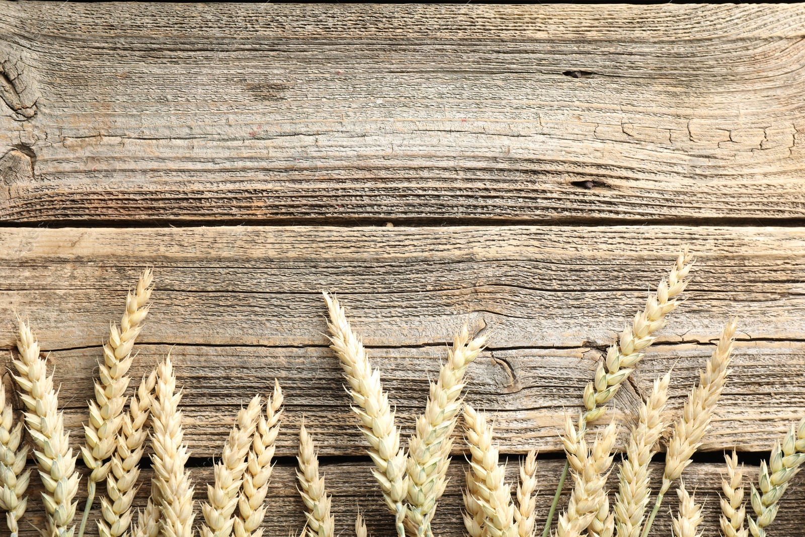 Many wheat spikes on wooden table, flat lay. Space for text Photo of Many wheat spikes on wooden table, flat lay. Space for text