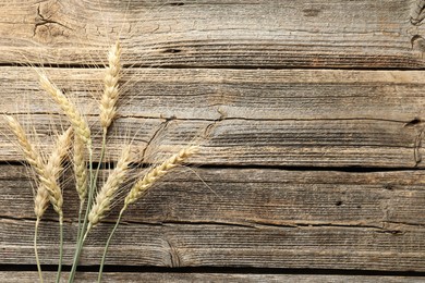 Photo of Many wheat spikes on wooden table, flat lay. Space for text
