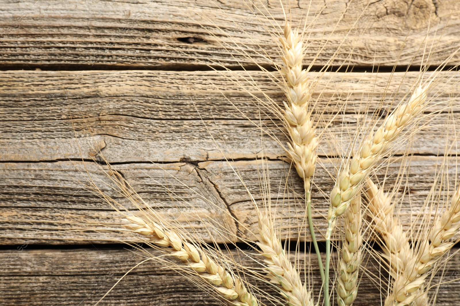 Many wheat spikes on wooden table, flat lay Photo of Many wheat spikes on wooden table, flat lay