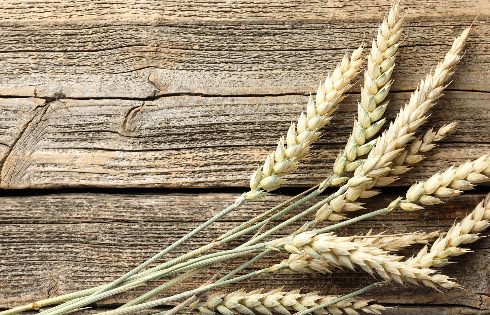 Photo of Many wheat spikes on wooden table, flat lay. Space for text