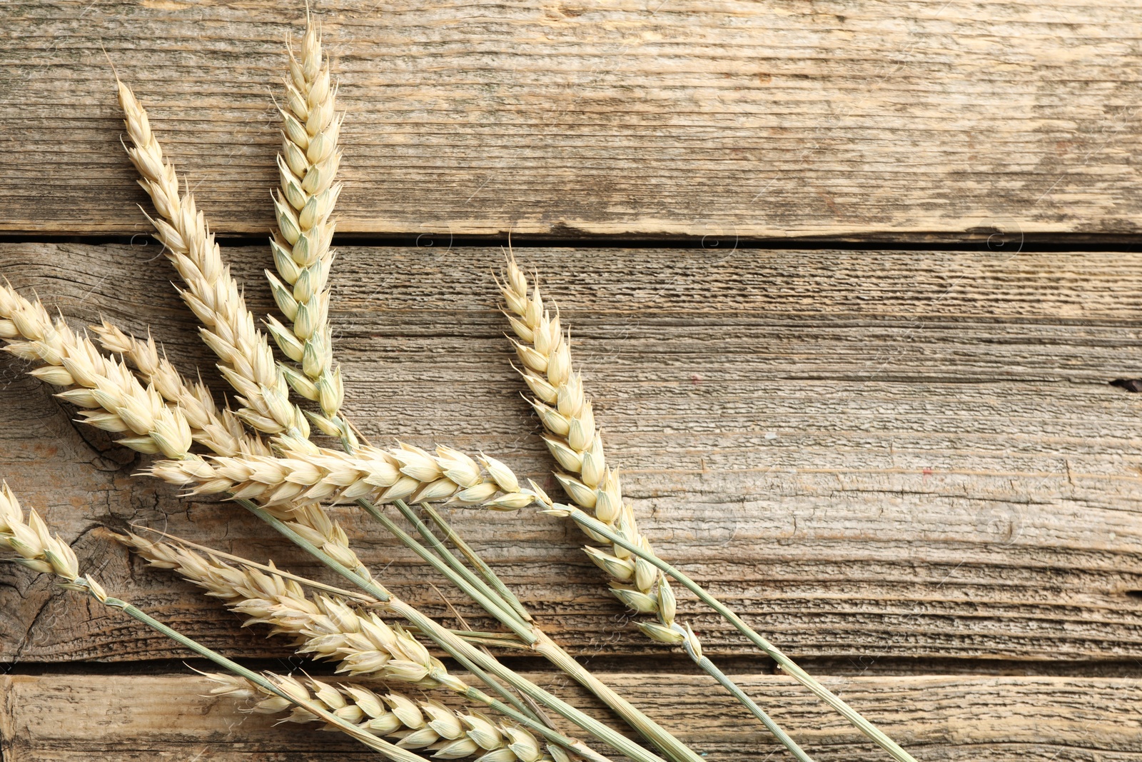 Photo of Many wheat spikes on wooden table, flat lay. Space for text