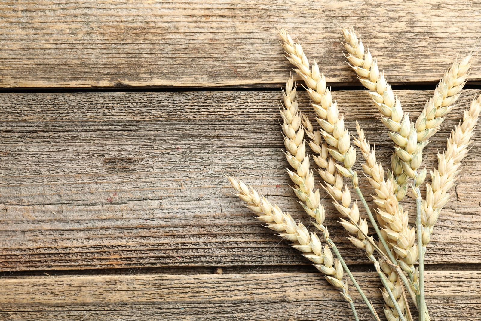 Many wheat spikes on wooden table, flat lay. Space for text Photo of Many wheat spikes on wooden table, flat lay. Space for text
