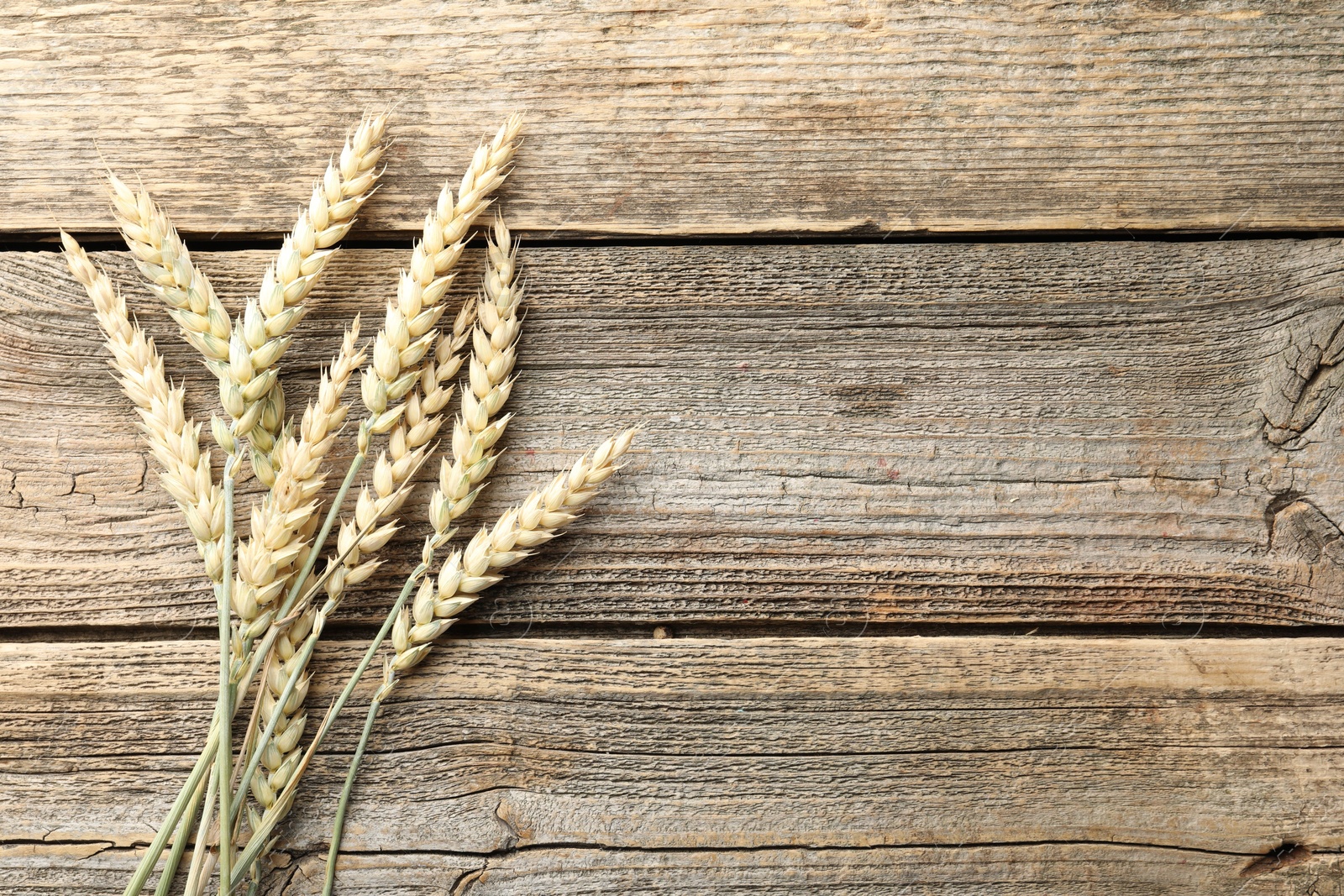 Photo of Many wheat spikes on wooden table, flat lay. Space for text