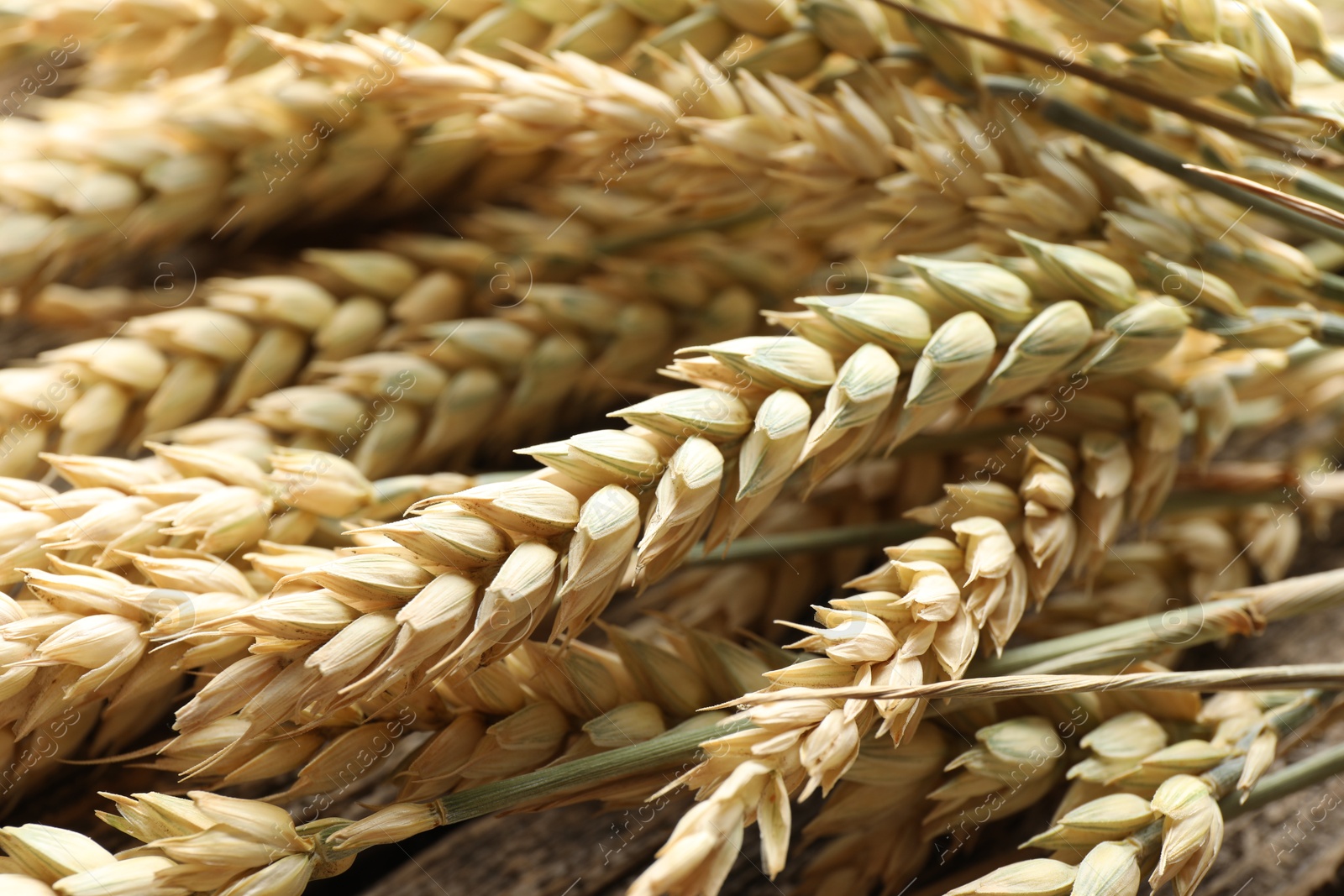 Many wheat spikes as background, closeup view Photo of Many wheat spikes as background, closeup view