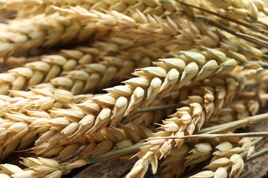 Photo of Many wheat spikes as background, closeup view