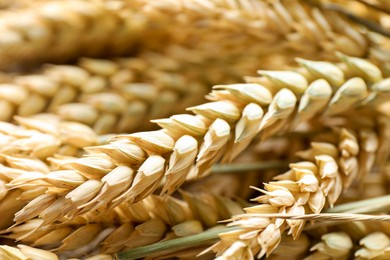 Photo of Many wheat spikes as background, closeup view