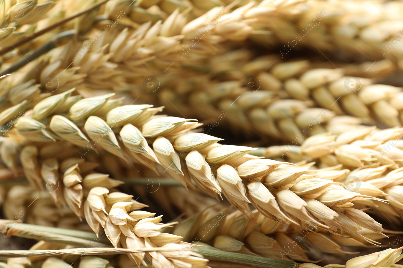 Photo of Many wheat spikes as background, closeup view