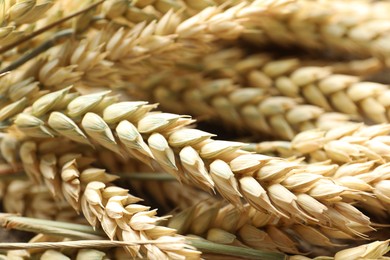Photo of Many wheat spikes as background, closeup view