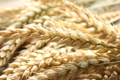 Photo of Many wheat spikes as background, closeup view