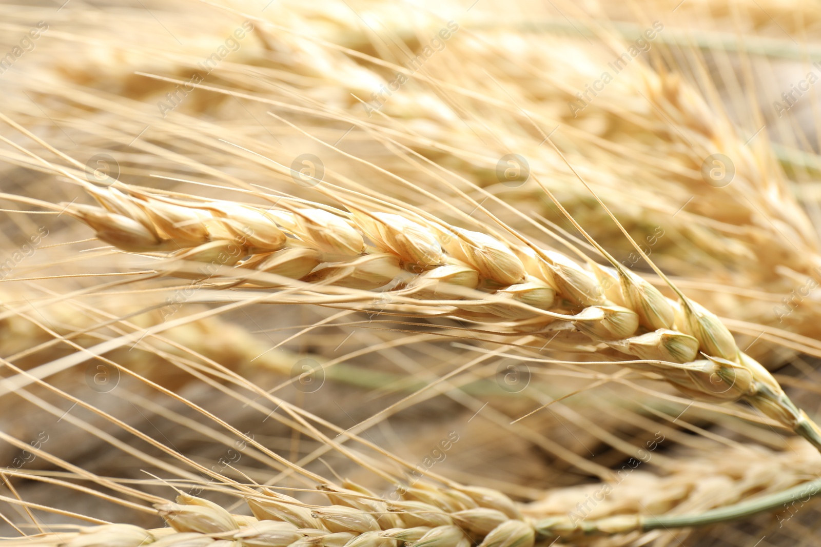 Many wheat spikes as background, closeup view Photo of Many wheat spikes as background, closeup view