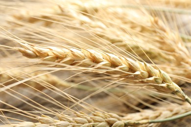 Photo of Many wheat spikes as background, closeup view