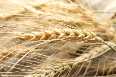 Photo of Many wheat spikes as background, closeup view