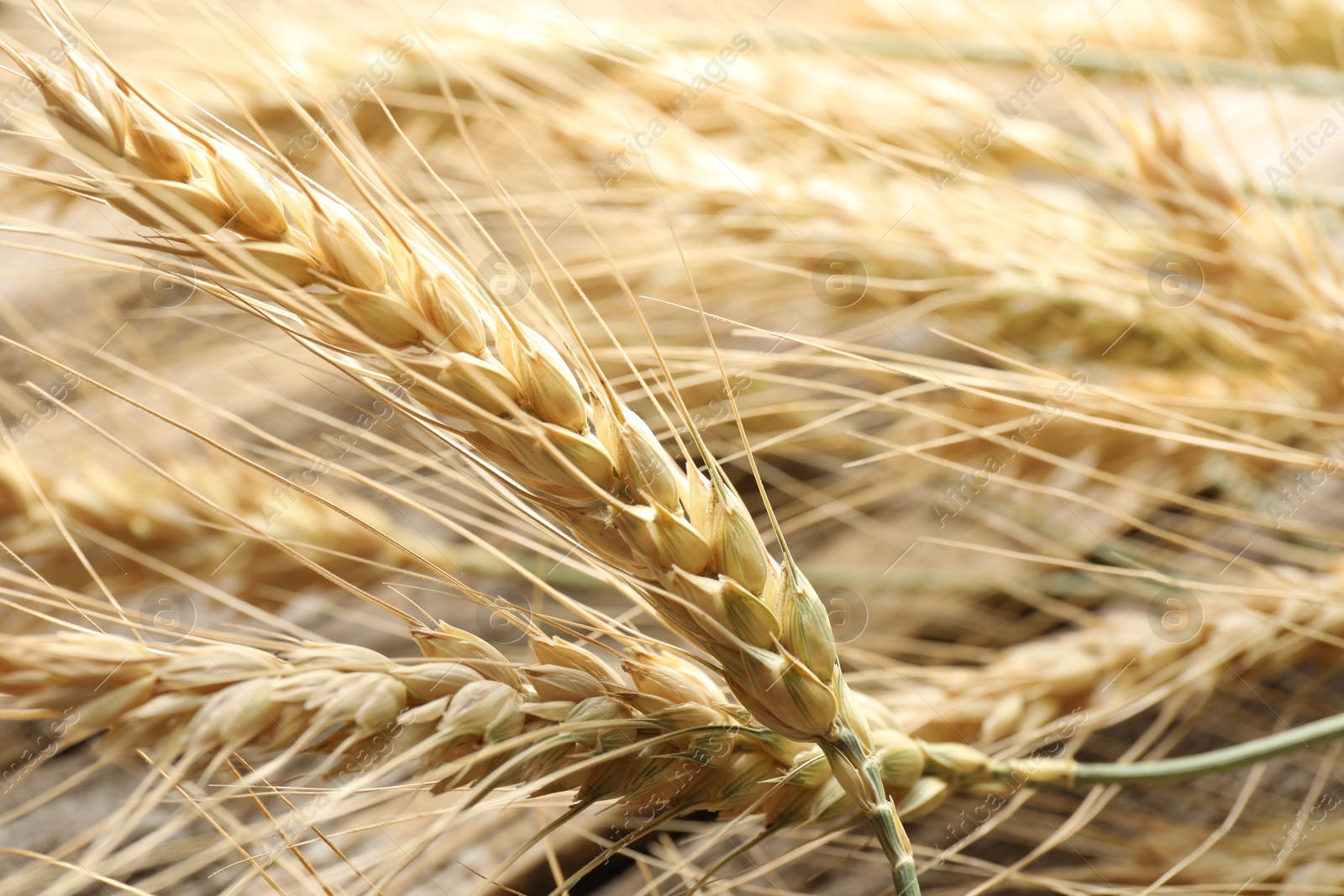 Photo of Many wheat spikes as background, closeup view