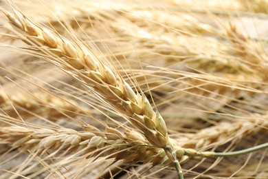 Photo of Many wheat spikes as background, closeup view