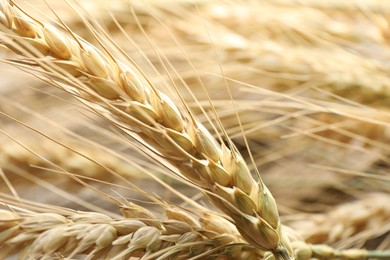 Photo of Many wheat spikes as background, closeup view