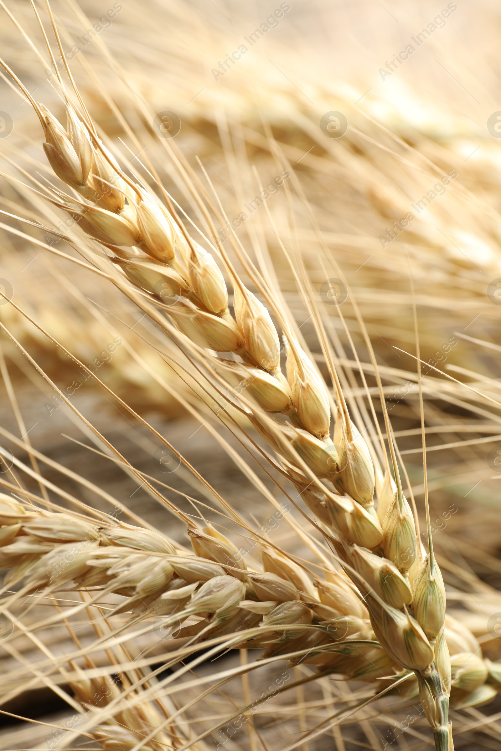 Photo of Many wheat spikes as background, closeup view
