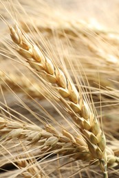 Photo of Many wheat spikes as background, closeup view