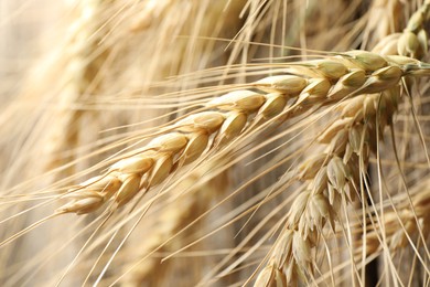 Photo of Many wheat spikes as background, closeup view