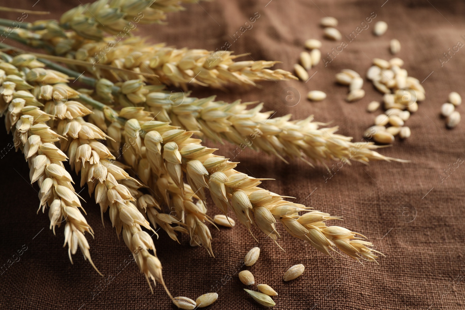 Photo of Bunch of wheat spikes and grains on brown cloth, closeup