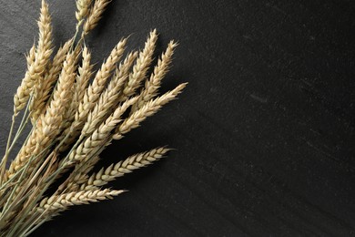 Photo of Many wheat spikes on black table, flat lay. Space for text