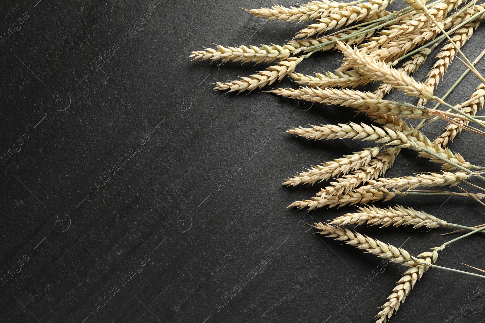 Wheat spikes on black table, flat lay. Space for text Photo of Wheat spikes on black table, flat lay. Space for text