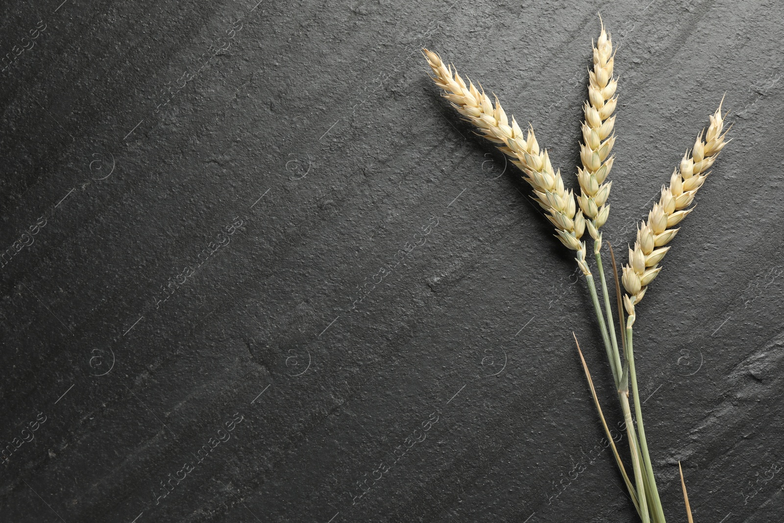 Wheat spikes on black table, flat lay. Space for text Photo of Wheat spikes on black table, flat lay. Space for text