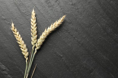 Photo of Wheat spikes on black table, flat lay. Space for text