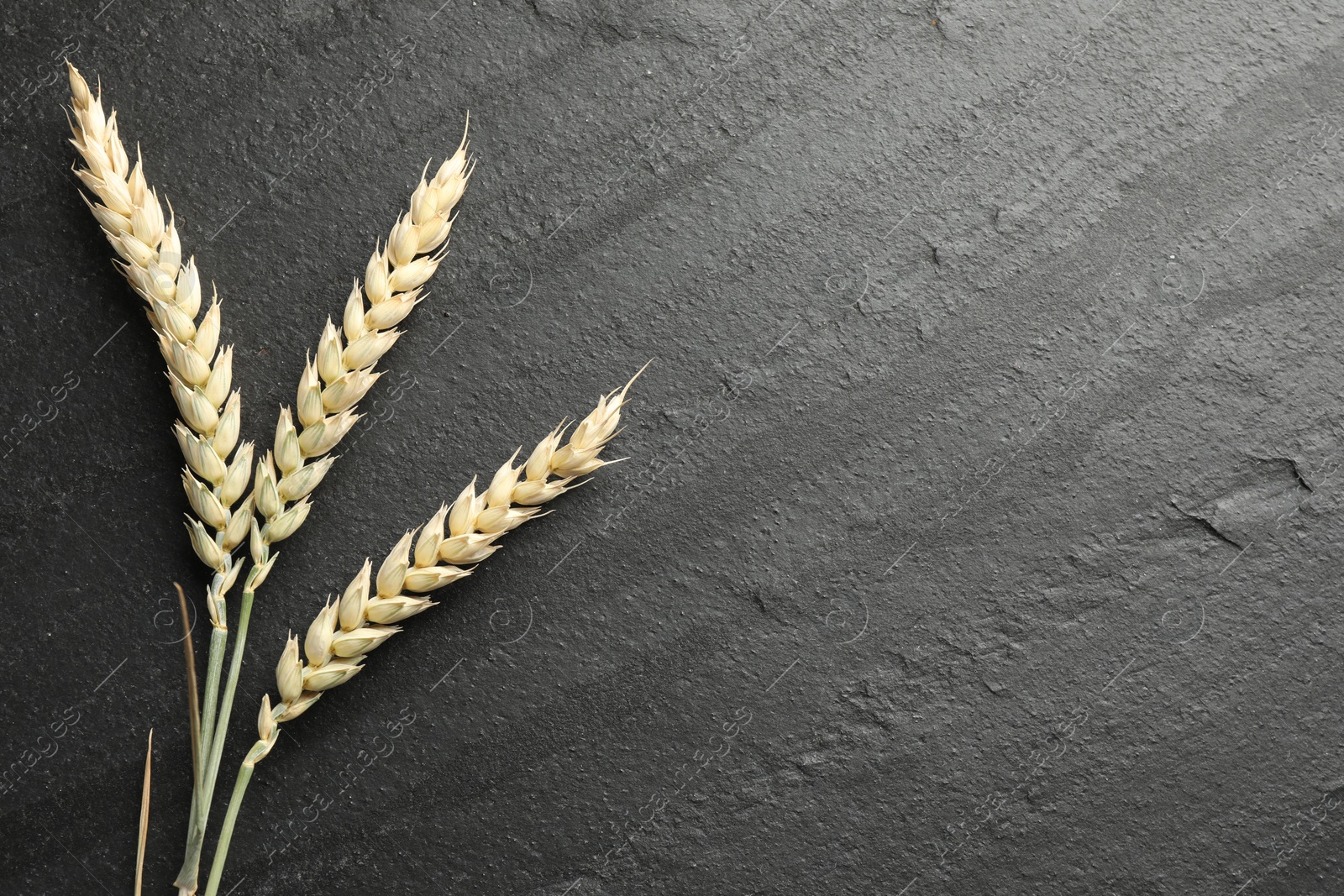 Wheat spikes on black table, flat lay. Space for text Photo of Wheat spikes on black table, flat lay. Space for text