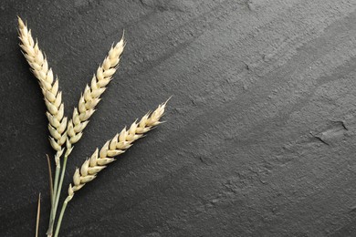 Photo of Wheat spikes on black table, flat lay. Space for text
