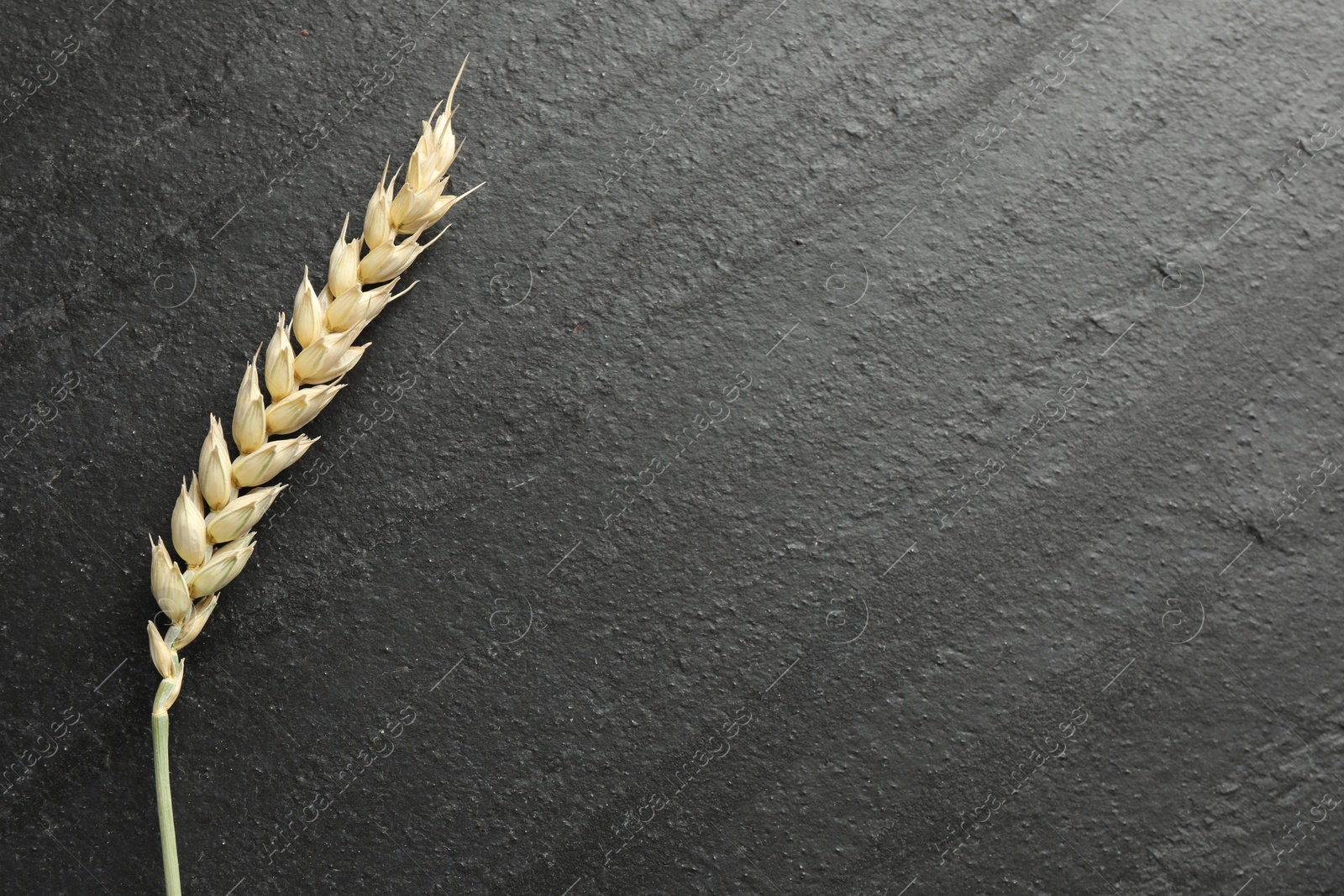 Wheat spike on black table, top view. Space for text Photo of Wheat spike on black table, top view. Space for text