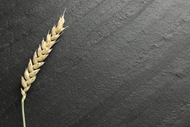 Photo of Wheat spike on black table, top view. Space for text