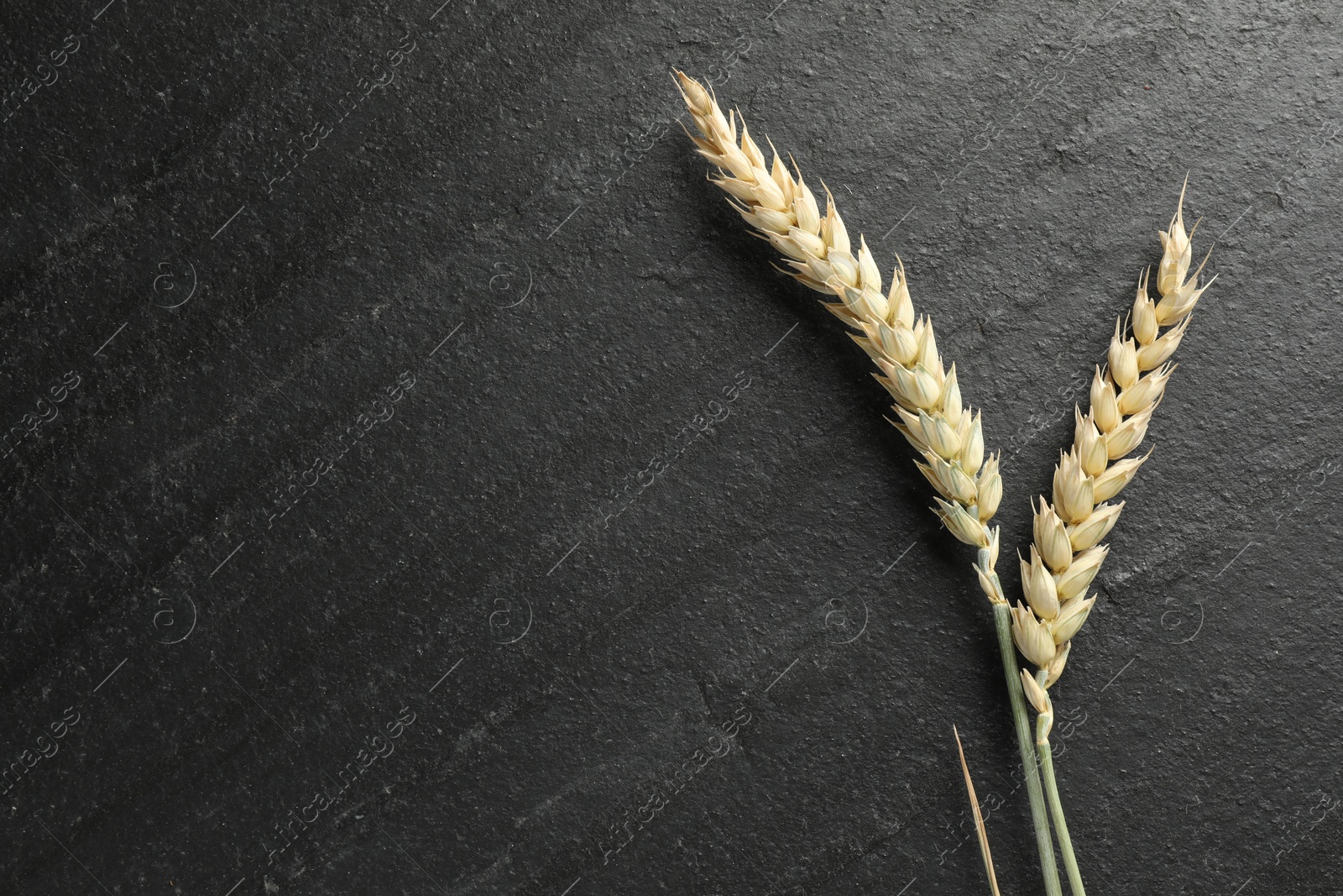 Wheat spikes on black table, flat lay. Space for text Photo of Wheat spikes on black table, flat lay. Space for text