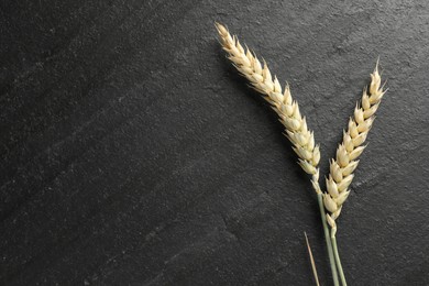 Photo of Wheat spikes on black table, flat lay. Space for text