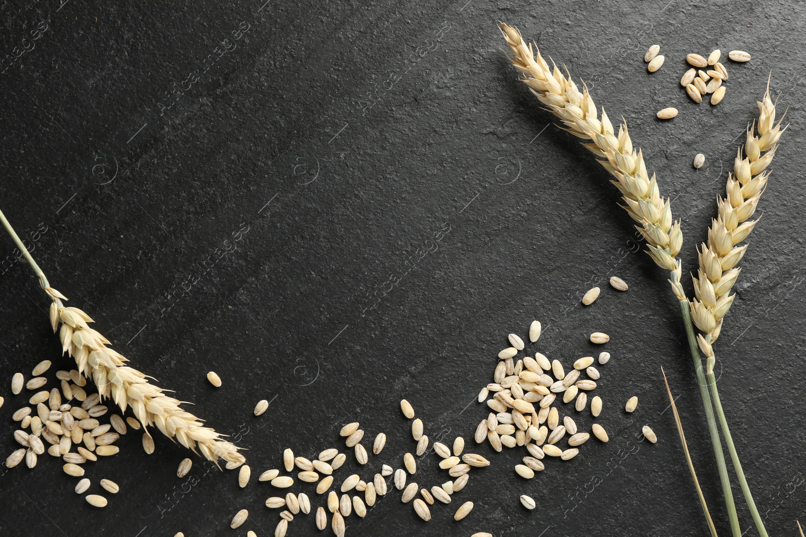 Photo of Wheat spikes and grains on black table, flat lay. Space for text