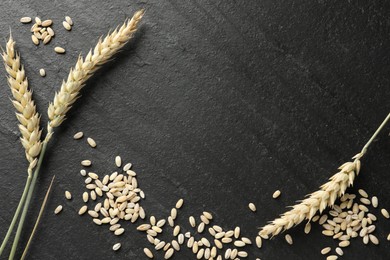 Photo of Wheat spikes and grains on black table, flat lay. Space for text