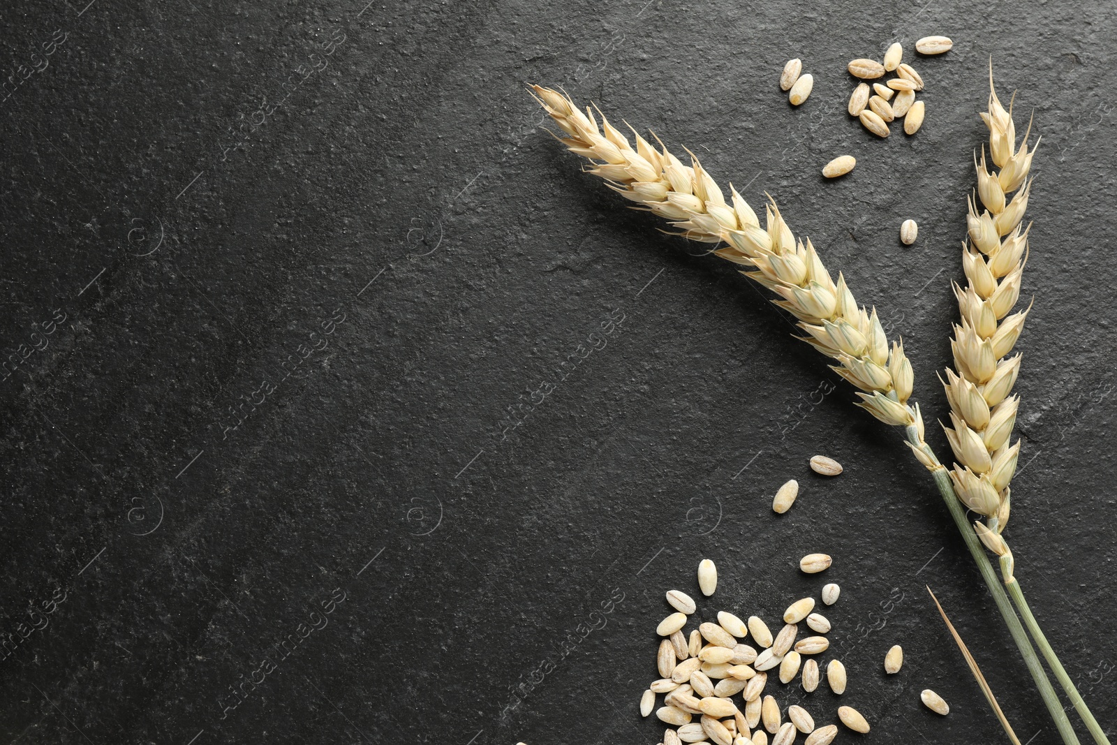 Photo of Wheat spikes and grains on black table, flat lay. Space for text